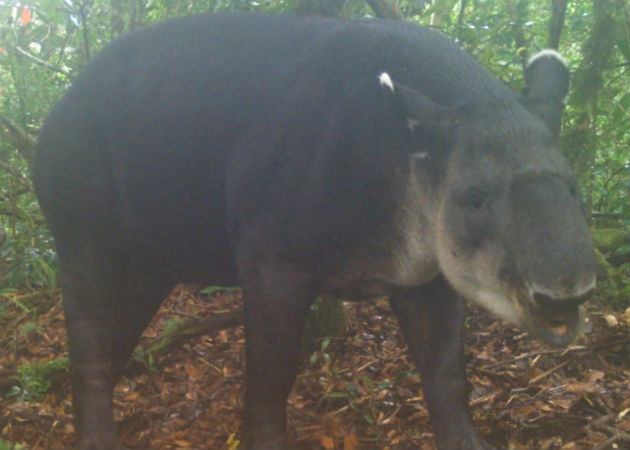 Un ejemplar de tapir (macho de monte), fue captado también por la cámara trampa. Fotos: Mayra Madrid.  