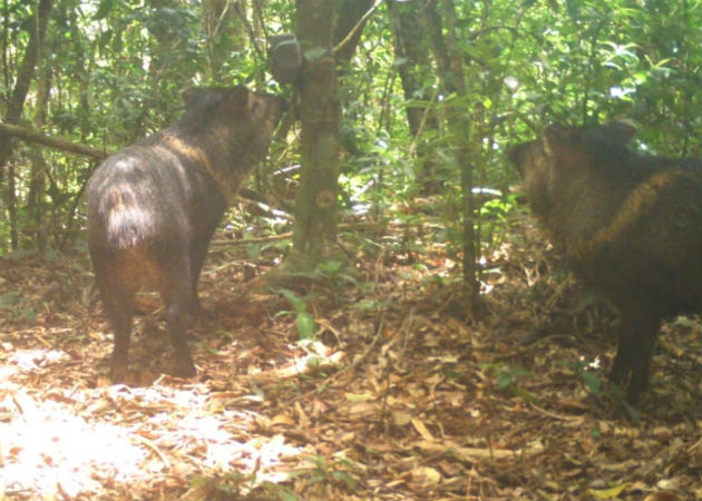 Un ejemplar de tapir (macho de monte), fue captado también por la cámara trampa. Fotos: Mayra Madrid. 