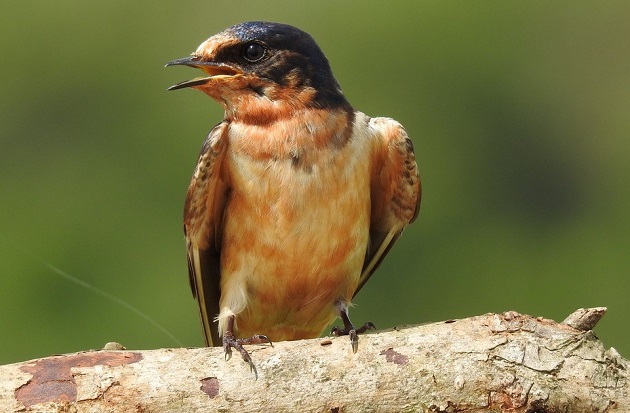 El Primer Encuentro Nacional de Observadores de Aves de Panamá fue un éxito. 