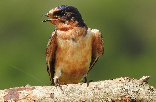 El Primer Encuentro Nacional de Observadores de Aves de Panamá fue un éxito.