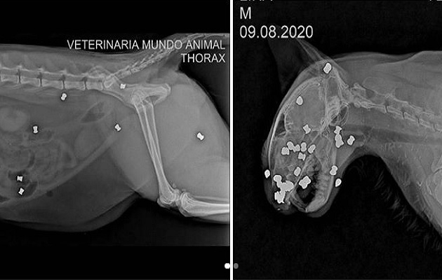 El gato falleció a causa de los disparos.