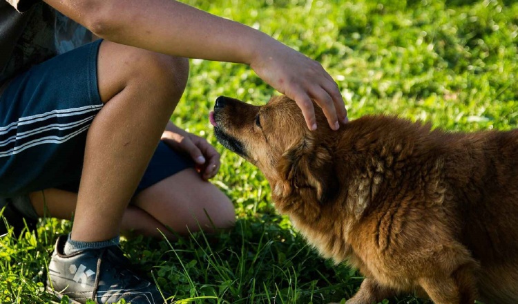 Un perro puede enseñar a los niños sobre los límites y el respeto. Pixabay