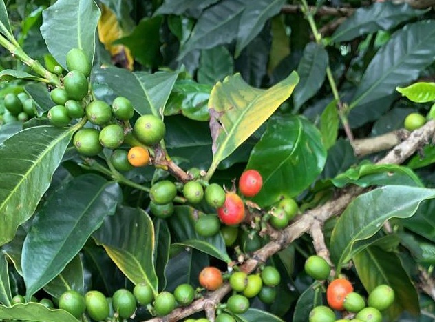  Se reproducen otras 14 variedades de café, que estarán listas para su traslado al campo definitivo al inicio de las lluvias del próximo año