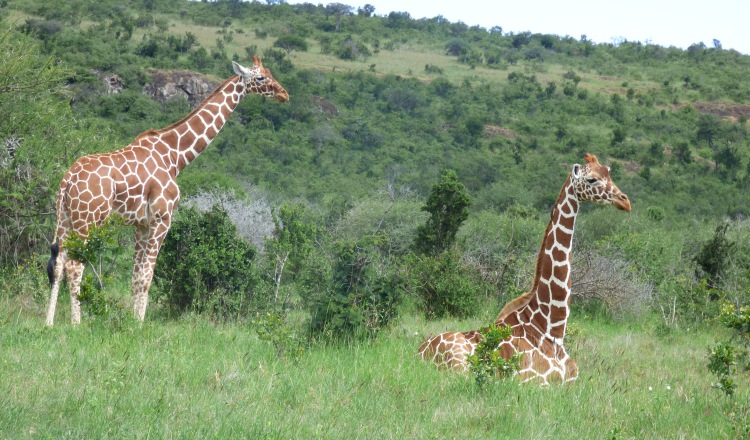 Una jirafa puede comer 75 libras de vegetación. DUNCAN KIMUYU