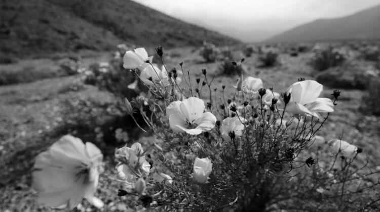 La felicidad se refleja en nuestros sentimientos y ellos son como ese jardín que debe dedicársele tiempo para que las flores estén preciosas. Foto: EFE.