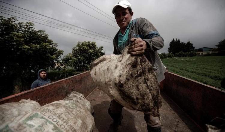 Expertos explicaron que gran cantidad de suelos  están contaminados con elementos tóxicos que dañan las raíces de los cultivos.   EFE