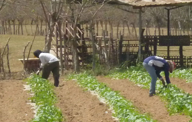 El proyecto  busca mejorar la cadena de valor y garantizar que los productores puedan tener acceso a la tecnología.