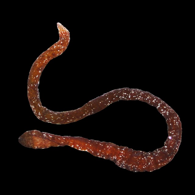 'Euborlasia maycoli'. Foto: Natsumi Hookabe