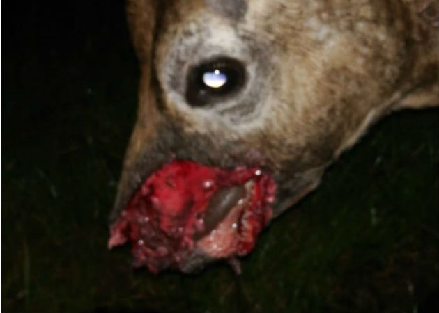 Ganaderos del distrito de San Lorenzo denuncian el ataque de coyotes a terneros Los coyotes les han llegado a arrancar parte del cuerpo a los terneros. Fotos: José Vásquez/Archivo.