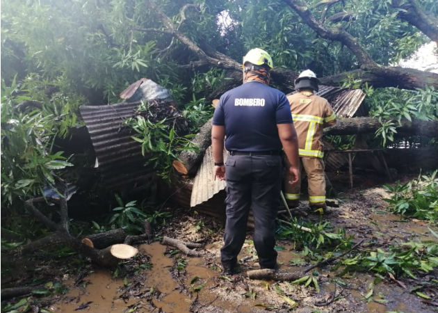 Organismos de rescate intervinieron ante la caída de árboles y postes de luz. Foto: Thays Domínguez.