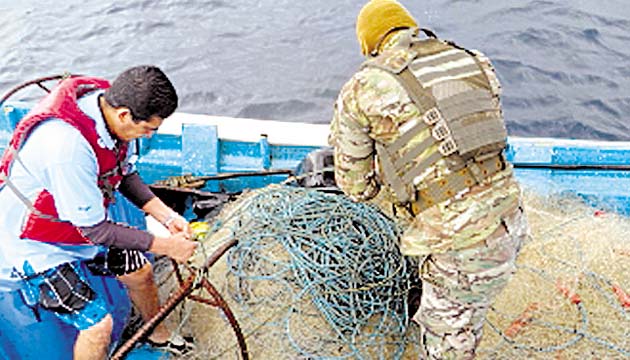 El atún, el bacalao y el tiburón son las especies más vulnerables con este tipo de prácticas de pesca ilegal, por su alto valor comercial en los mercados internacionales.