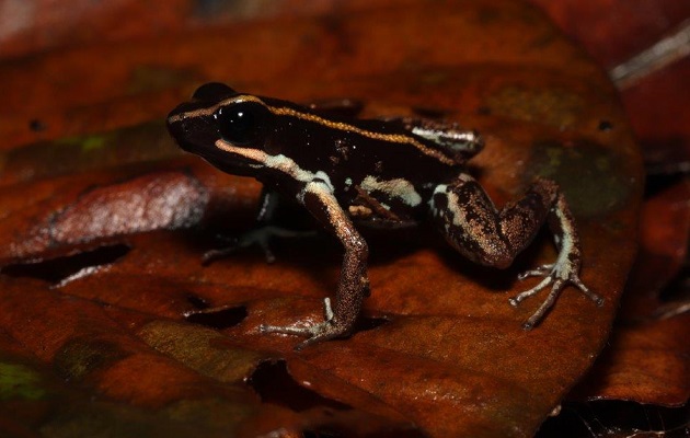 Las ranas del estudio se obtuvieron de Bocas del Toro y Panamá Oeste.