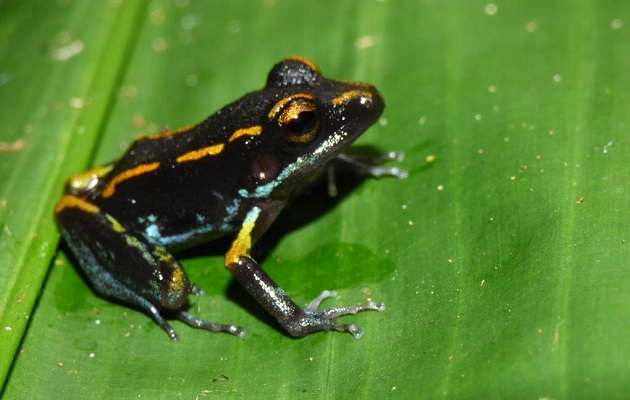 Las ranas del estudio se obtuvieron de Bocas del Toro y Panamá Oeste.