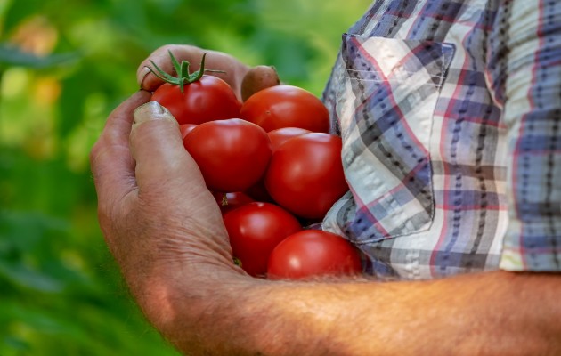 El tomate está en sobreproducción. (Imagen ilustrativa: Pixabay)