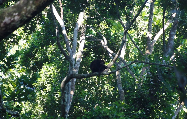 Monos tití y aulladores se pueden observar en el Parque Nacional Camino de Cruces. Foto cortesía