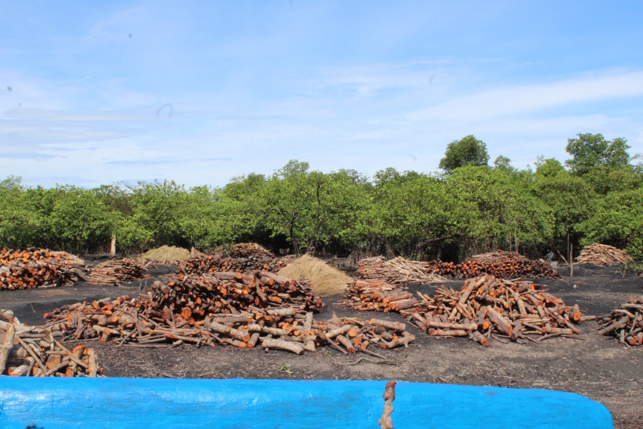 La extracción de mangle para laelaboración del carbón, ha sido por generaciones la principal fuente de empleo para las familias de Espavé, junto a la venta de pescado y almejas. FOTO: ERIC MONTENEGRO