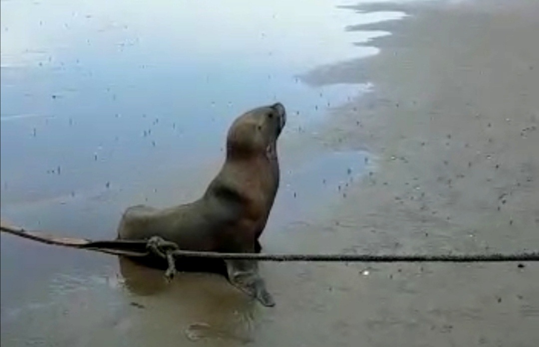 Los pescadores utilizaron sacos de arena y una cuerda para ayudar al león marino a regresar al mar.