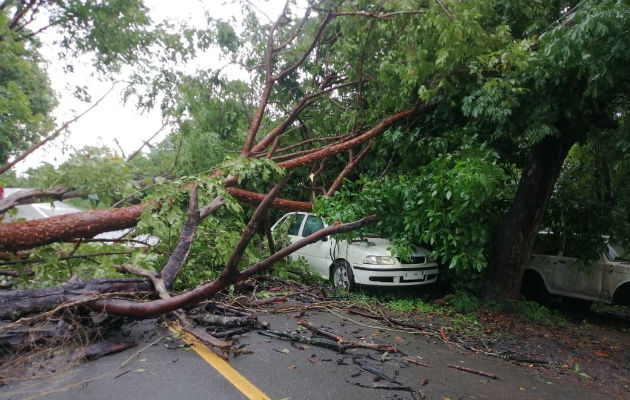 Un árbol cayó sobre un vehículo en La Tiza de Las Tablas. Foto: Thays Domínguez.