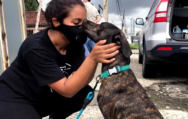 La Fundación MOCA Panamá adeuda más de $4 mil dólares en atención veterinaria a animales en riesgo. Foto: Cortesía