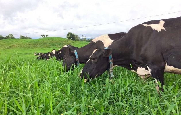 Vacas en Chiriquí usan este collar.