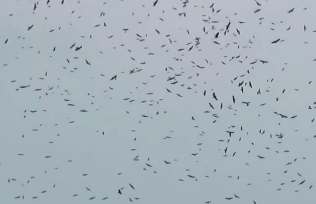  Las aves rapaces vuelan en grandes cantidades por Panamá. Foto: Elisinio González G.