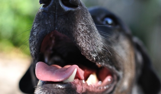 La limpieza bucal canina tiene múltiples beneficios para el perro. Foto: Ilustrativa / Pixabay 