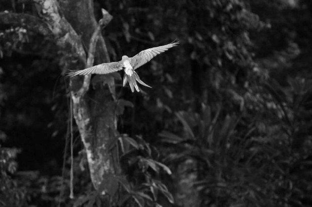 En América Latina y el Caribe, la reducción promedio del tamaño de las poblaciones estudiadas, 4,392 especies de mamíferos, aves, peces, reptiles y anfibios, alcanza proporciones todavía más alarmantes. Foto: EFE.