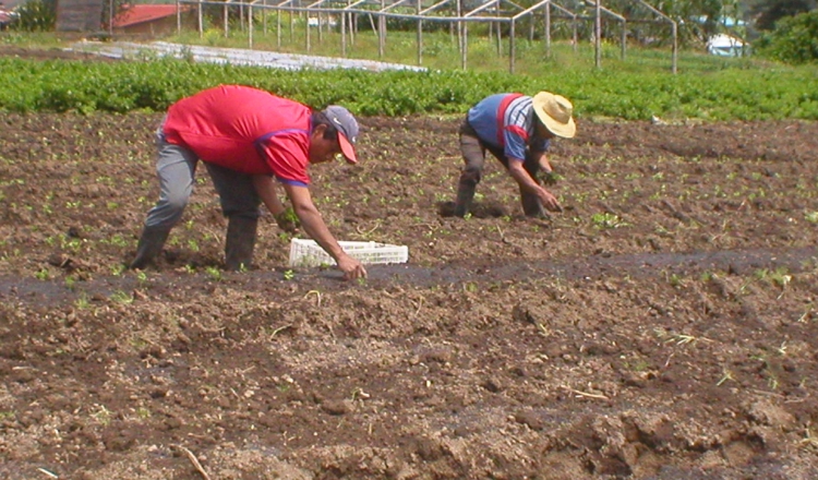 Panamá no puede seguir con las mismas herramientas de financiamiento y de apoyo a los productores. Archivo