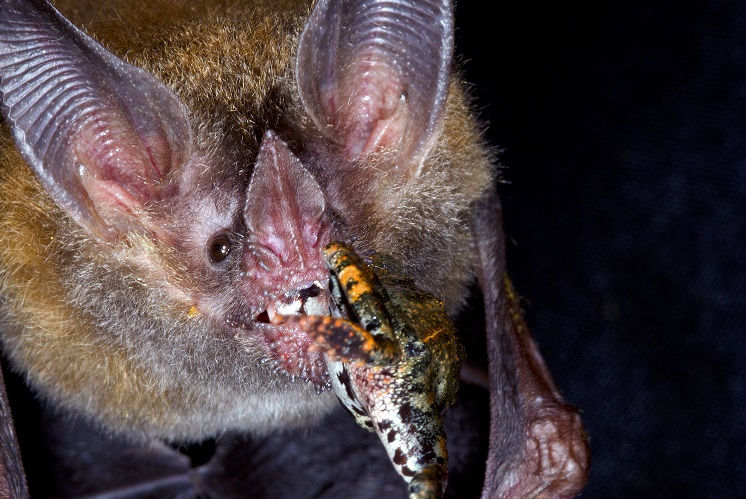 El murciélago de labios de flecos. MARCOS GUERRA.