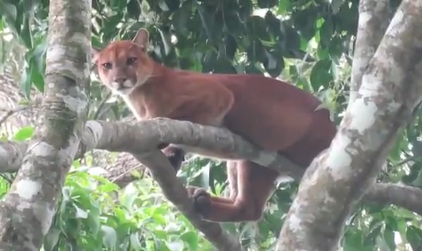 Puma visto en Divalá.