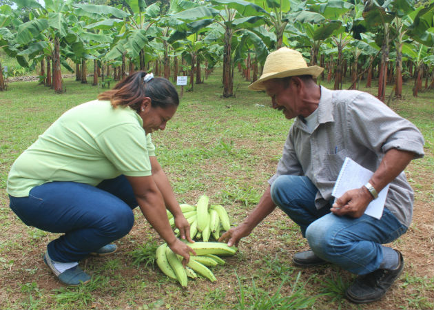 Productores agropecuarios coclesanos reactivan ventas en la sede provincial del Mida Este tipo de actividades es una inyección a la economía del productor coclesano. Foto: Eric A. Montenegro..