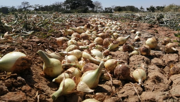 En el 2006 la producción de cebolla era de 678 mil 041 quintales, sin embargo para el 2018 esa cifra cayó a 291 mil 018 quintales. Foto/Cortesía