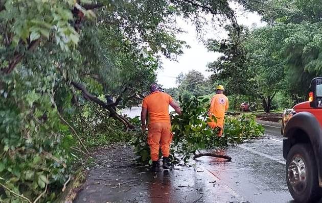 Reportaron la caída de varios árboles debido a las fuertes ráfagas de vientos.