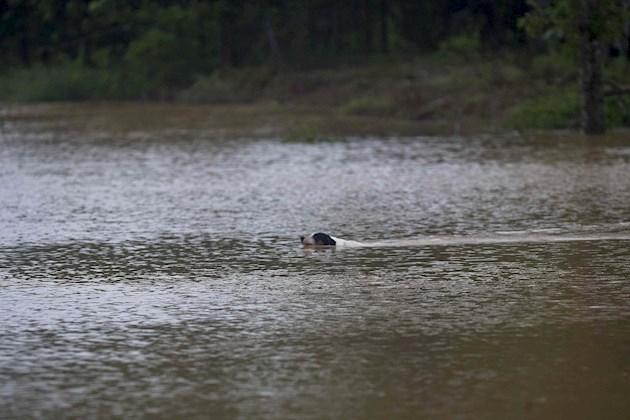 Los mayores daños en Honduras se siguen registrando en la región caribeña, norte y occidental, con desbordamientos de ríos, rotura de carreteras, derribos de puentes, inundaciones de ciudades y comunidades rurales, la destrucción de miles de hectáreas de cultivos agrícolas y pérdidas a la ganadería, entre otros.