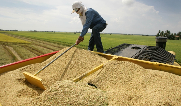 Los arroceros afirman que no han podido salir de su recurrente crisis, lo que ha provocado que más de 643 productores hayan abandonado la actividad en los últimos años.