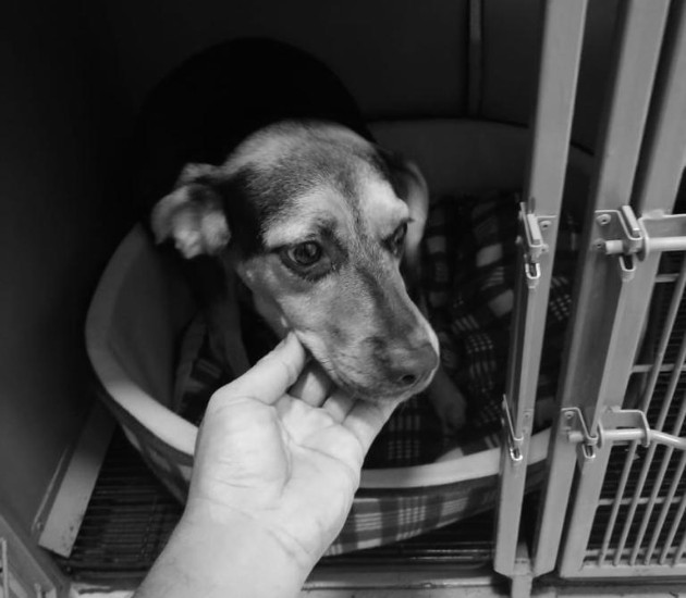 Muchos animales son rescatados y luego dados en adopción. En Panamá, los delitos de maltrato animal suman 146 casos en lo que va de este año. Foto Cortesía de David José Díaz-Díaz.