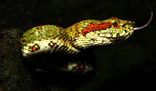 Se describen las especies venosas y comunes no venenosas. Foto: Serpientes de Panamá