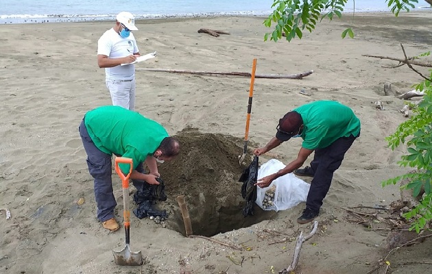 En la provincia de Los Santos, cada año se da el desove de miles de tortugas, entre los meses de julio a noviembre, ya que la especie busca estas cálidas y tranquilas aguas para dar origen a sus nuevas generaciones.