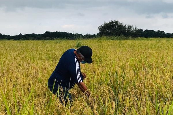 Se estima que aún faltan por cosechar unas 30 mil hectáreas, y pasado el 15 de enero en algunas provincias como Darién estarán cosechando el grano.