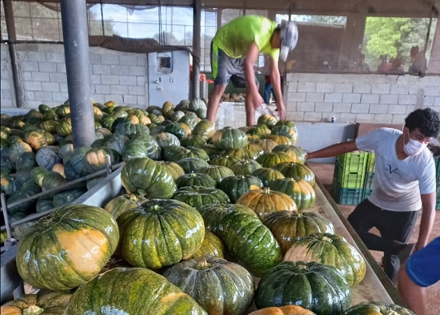 La empresa de propiedad de Dani Santana tiene una proyección de siembra de 10 hectáreas mensuales por los próximos 12 meses. Foto/Cortesía Mida