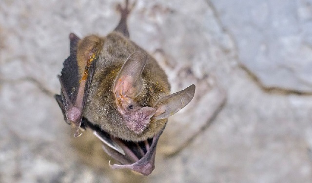 Macho adulto de 'Trachops cirrhosus'. Cortesía / Paul B. Jones (https://www.flickr.com/photos/paulbjones/)