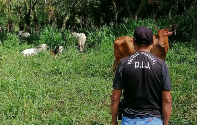 Las reses fueron ubicadas por personal de la DIJ, en una finca. Foto: José Vásquez.