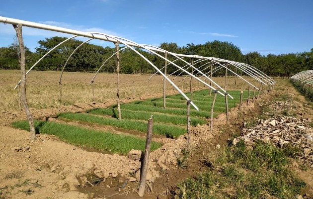 La zona cultivada representaría una producción superior a los 100 quintales, informó el director Regional del Ministerio de Desarrollo Agropecuario (Mida), Juan de Dios Domínguez.