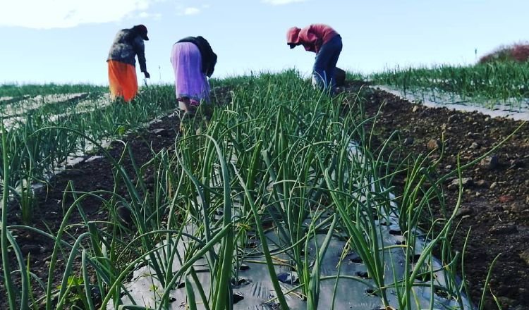 Cebolla nacional, para abastecer los mercados del país. Cortesía