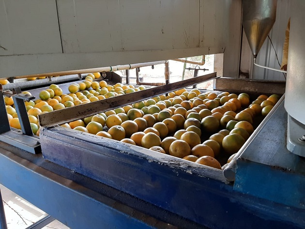 Este año 2021, ya se tiene programado el envió de los 15 contenedores, los cuales cada uno lleva 20 pallets, con 70 cajas cada uno, a razón de 80 a 90 naranjas por caja. Foto/Cortesía