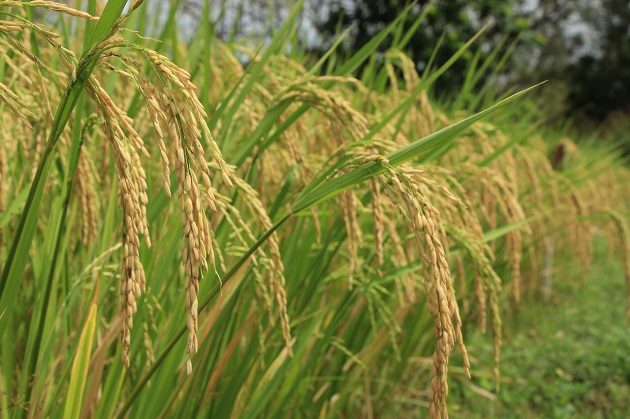 No se ha importado arroz en tiempo de cosecha. Cortesía