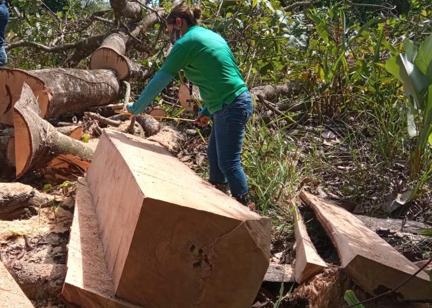 El personal de MiAmbiente procedió a levantar el acta de retención del producto forestal, así como su posterior custodia. Foto: Mayra Madrid