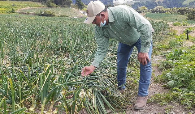 José Araúz, asegura que la cebolla nacional es de alta calidad. Aurelio Martínez