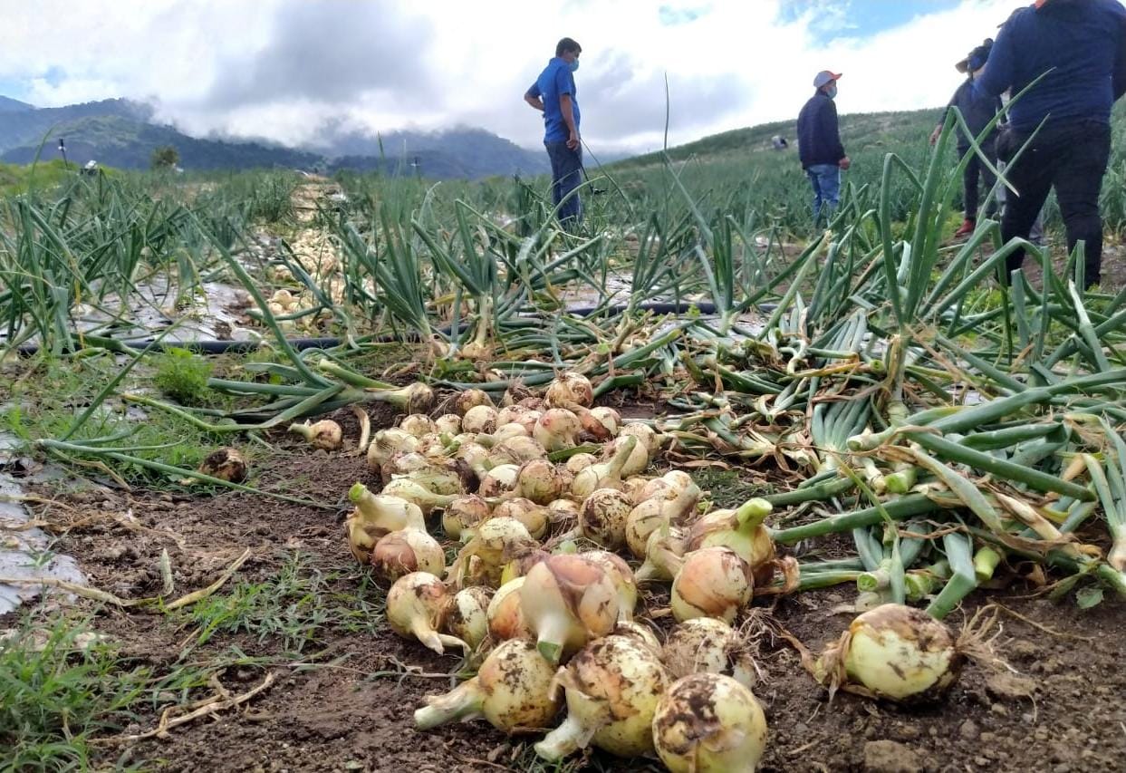 Pese a la pandemia, los productores no han dejado de sembrar en Chiriquí. Foto: José Vásquez