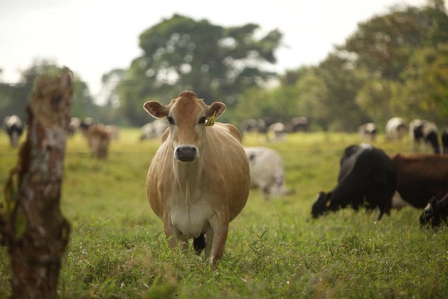 El conflicto comercial con Panamá por el comercio de la leche se abrió desde el 1 de julio del año pasado, cuando el vecino país cerró el ingreso a productos de origen animal de 26 plantas industriales costarricenses. Foto/Archivo